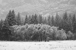 Snowy Meadow